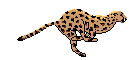 Pega